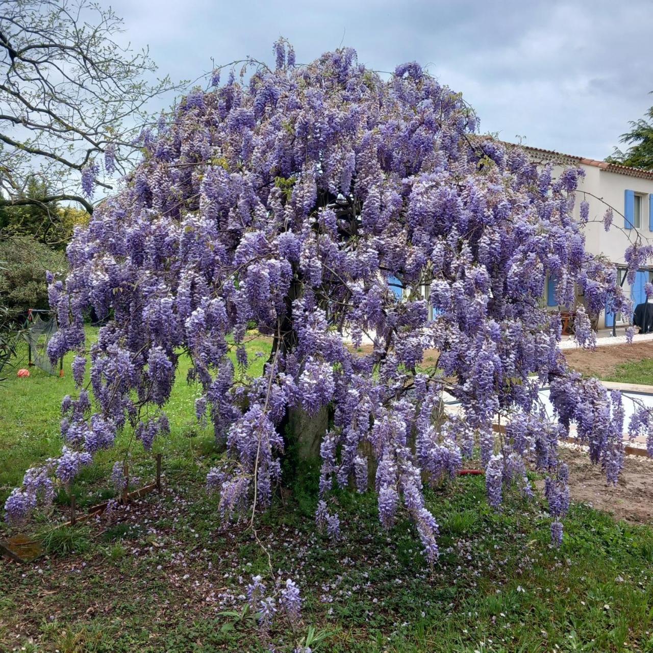 Villa Le Petit Mas Des Alpilles En Provence à Saint-Étienne-du-Grès Extérieur photo